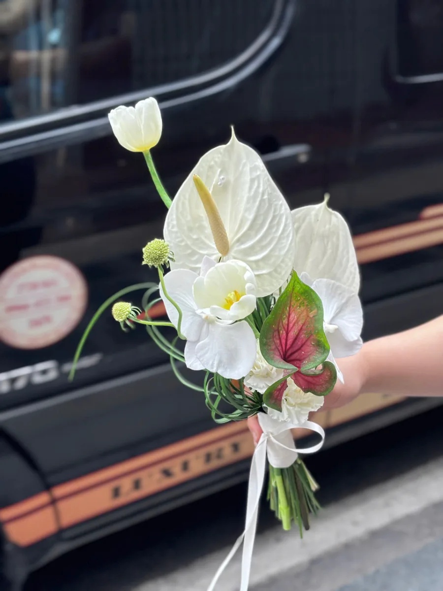 Tulip trắng
