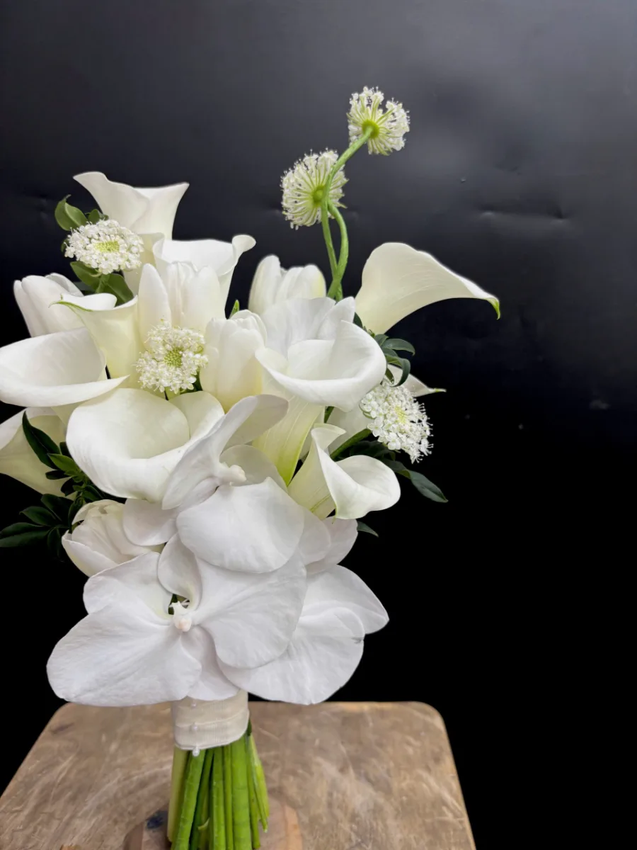 Tulip trắng